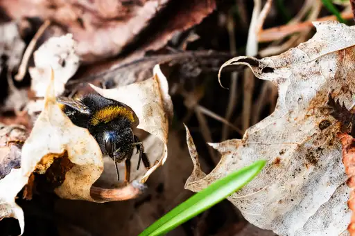 Dunkle Erdhummel