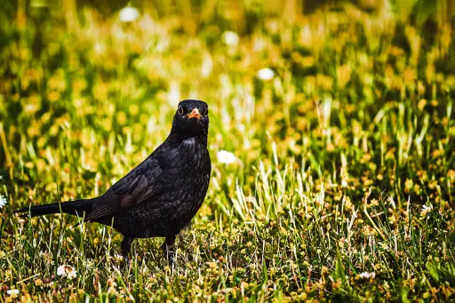 Eine Amsel