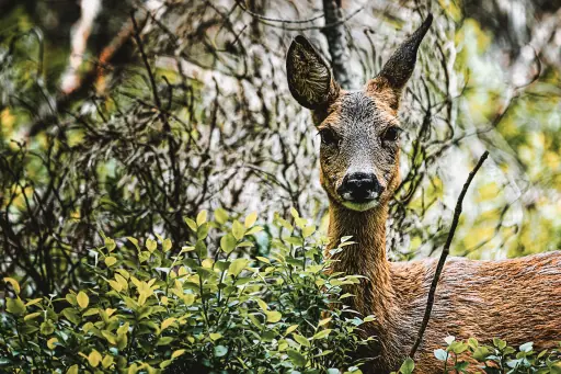 Reh im Wald nahe des Siegesturm bei Bayreuth