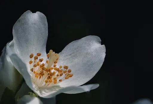 Blüte am BKH Bayreuth