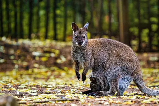 Känguru am Röhrensee Bayreuth