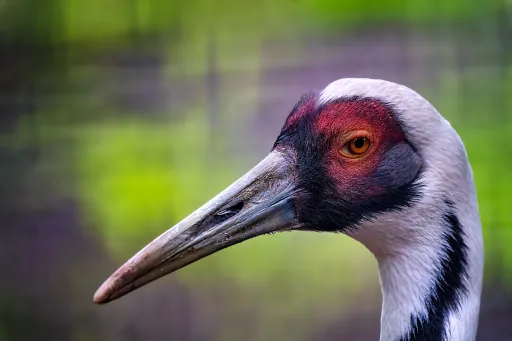 Weißnackenkranich im Tierpark Röhrensee Bayreuth