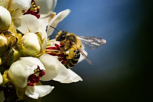Biene an einer Blüte am BKH Bayreuth