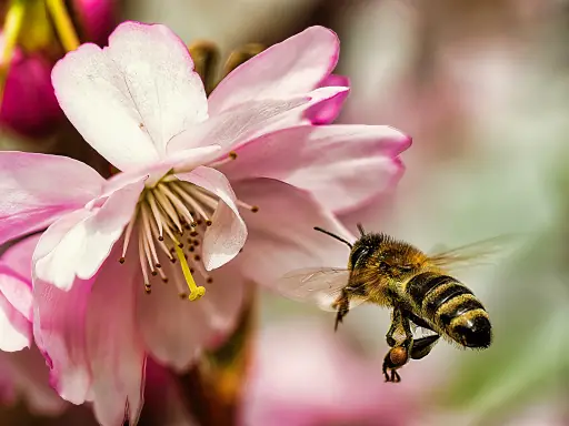 Biene schwebt vor japanischer Bluetenkirsche am BKH Bayreuth