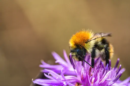 Ackerhummel