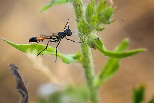 Ammophila Sabulosa