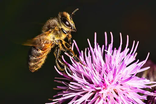 Biene Auf Blume