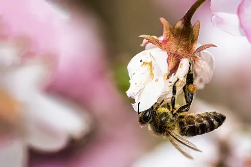Biene haengt an Kirschbluete