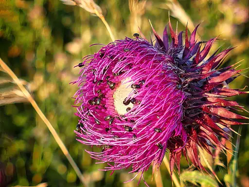 Distel Mit Kaefern