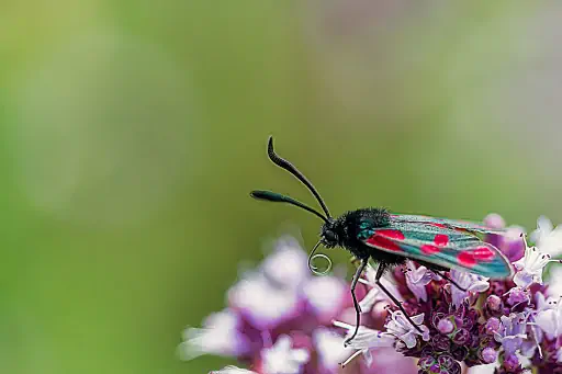 Hornklee Widderchen Auf Blume