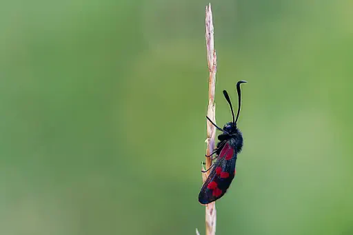 Hornklee Widderchen