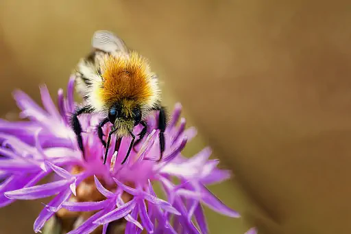 Hummel Auf Blume