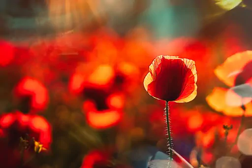 Klatschmohn Montage