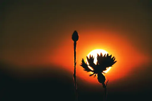 Kornblume Sonnenuntergang