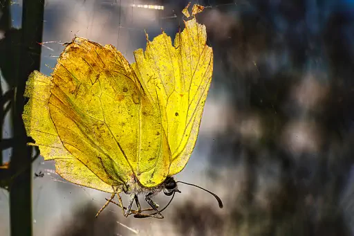 Schmetterling In Spinnennetz