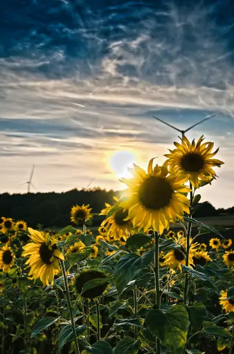 Sonnenblumen