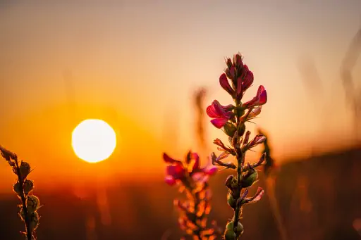 Sonnenuntergang Esparsette