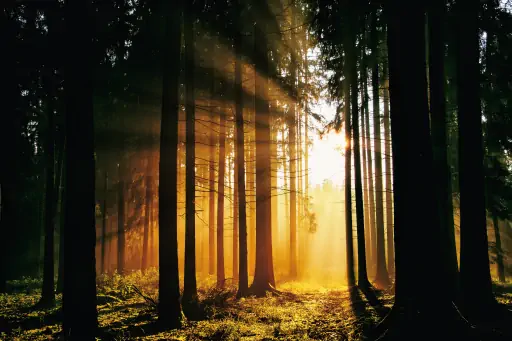 Sonnenuntergang Im Wald 2