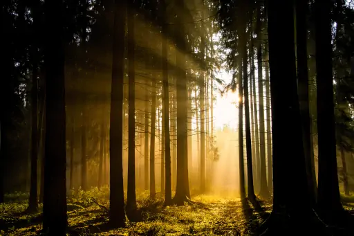 Sonnenuntergang Im Wald