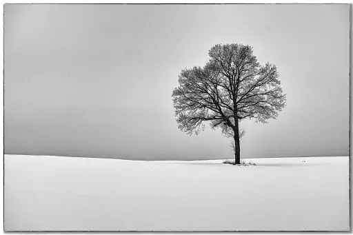 Winter Baum Schwarz Weiss