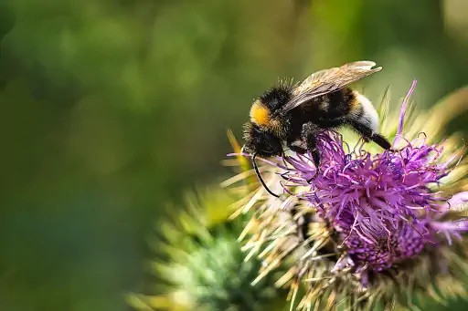 Dunkle Erdhummel