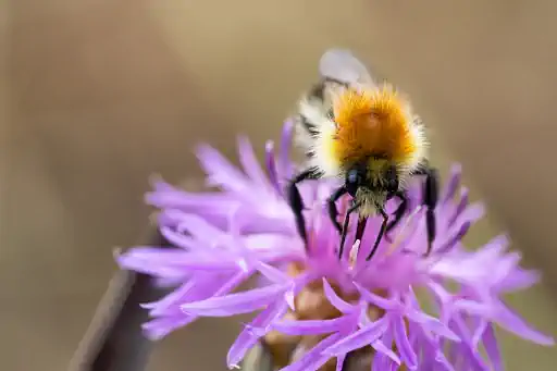 Ackerhumme Sammelt Auf Blume