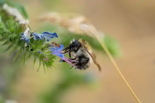 Ackerhummel An Natternkopf