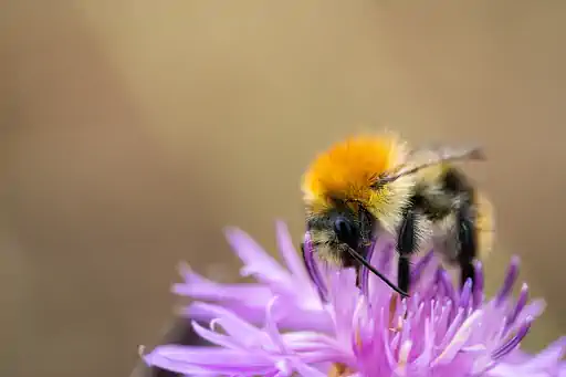 Ackerhummel Auf Bluete