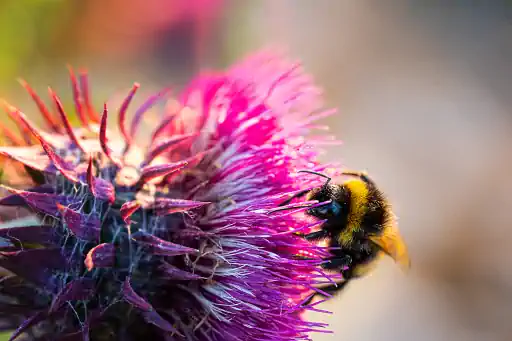 Ackerhummel Auf Distel