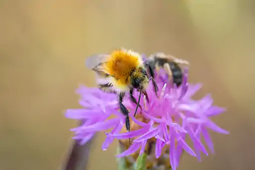Ackerhummel Goerauer Anger