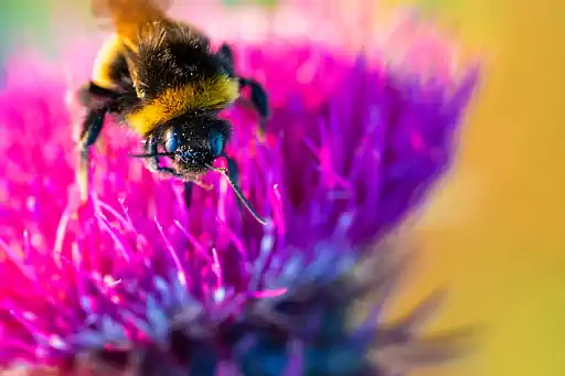 Ackerhummel Sammelt Auf Bluete