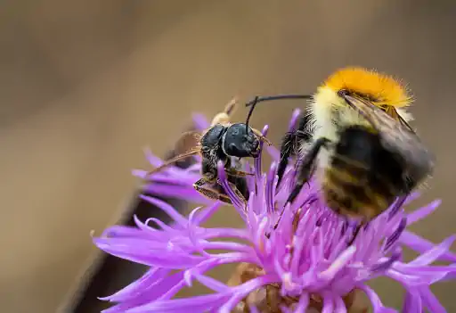 Ameise Und Ackerhummel