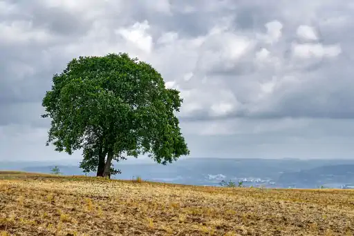 Baum Acker Maintal