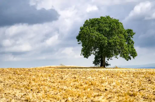Baum Am Goerauer Anger