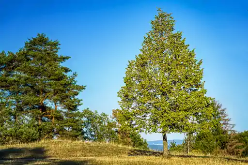 Baum Am Goerauer Anger