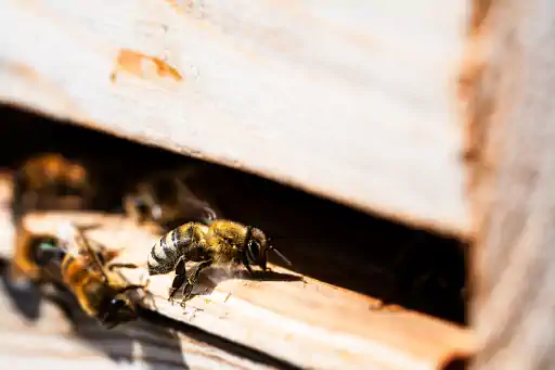 Biene Krabbelt In Bienenstock