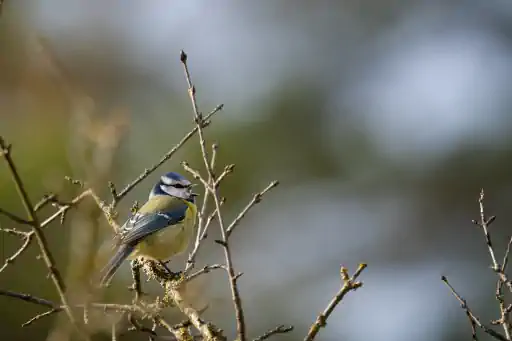 Blaumeise Goerauer Anger