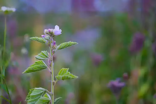 Blume Goerauer Anger