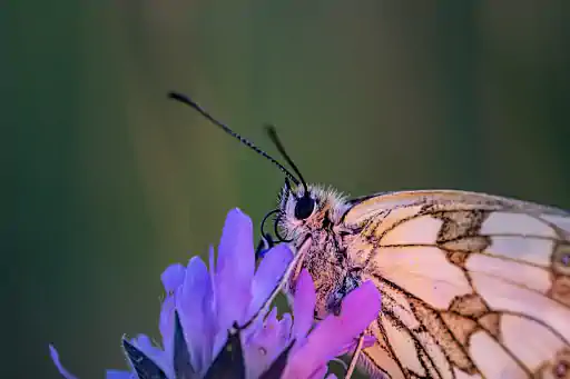 Edelfalter Schachbrett