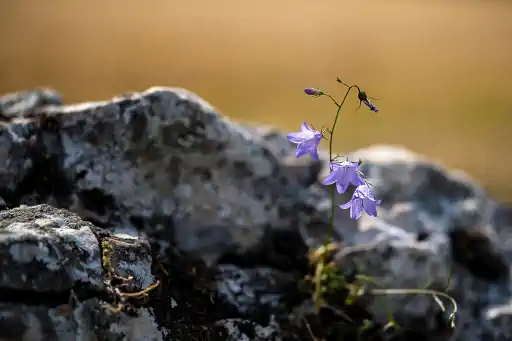 Glockenblume Am Goeruaer Anger