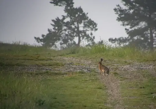 Hase Goerauer Anger