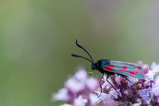 Hornklee Widderchen