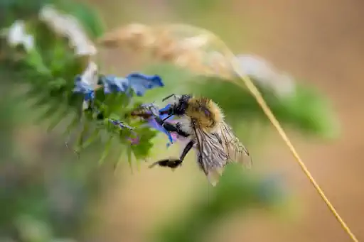 Hummel An Natternkopf