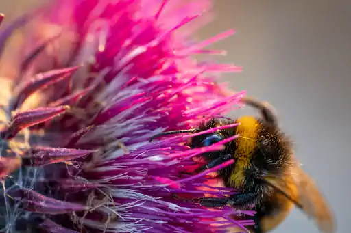 Hummel Auf Distel