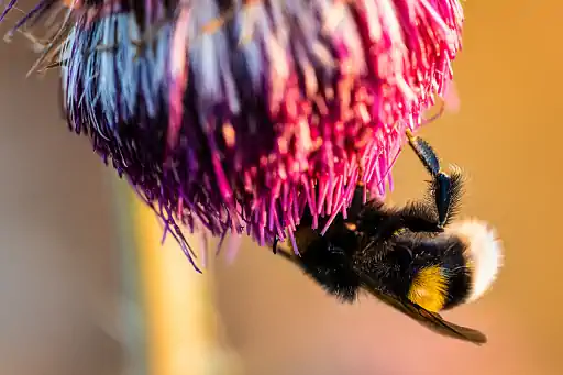 Hummel In Bluete