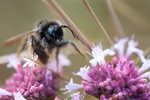 Hummel Makro