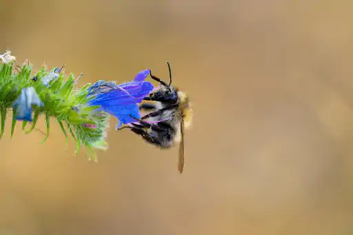 Hummel Saugt Am Natternkopf