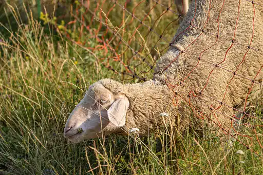 Schaf im Zaun
