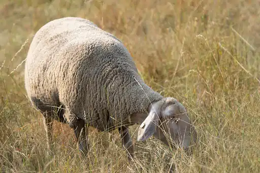Schaf weidet