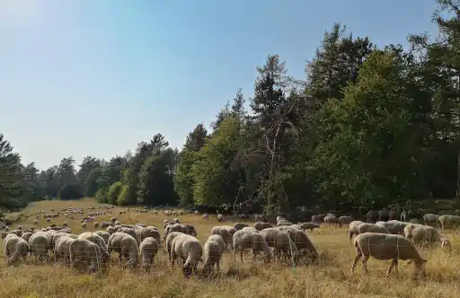 Schafherde Goerauer Anger